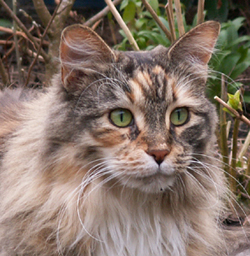 Maine Coon