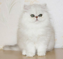 Perzische kat
