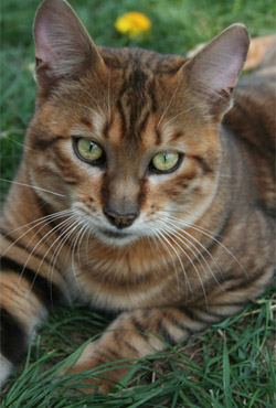 Toyger