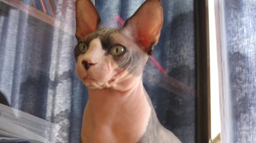 Sphynx